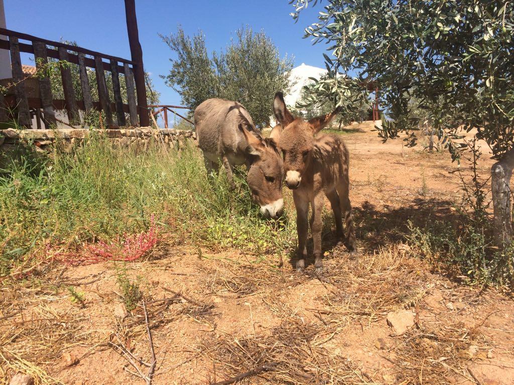 Agriturismo Mieleamaro Villa Olbia Luaran gambar