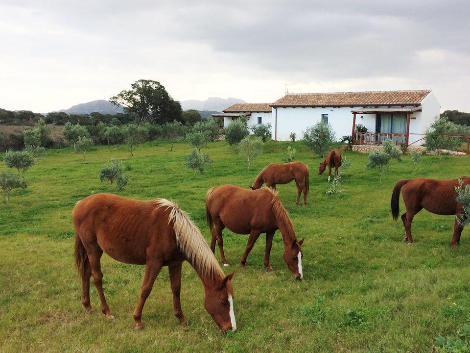 Agriturismo Mieleamaro Villa Olbia Luaran gambar
